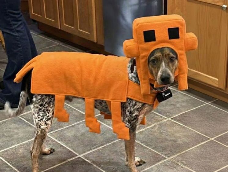 Pixel the dog in a Minecraft costume